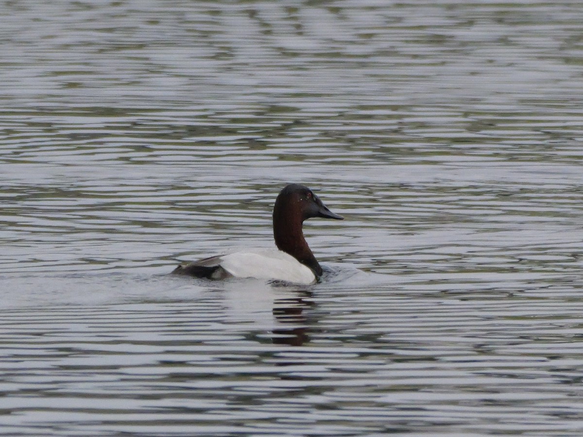 Fuligule à dos blanc - ML647709663