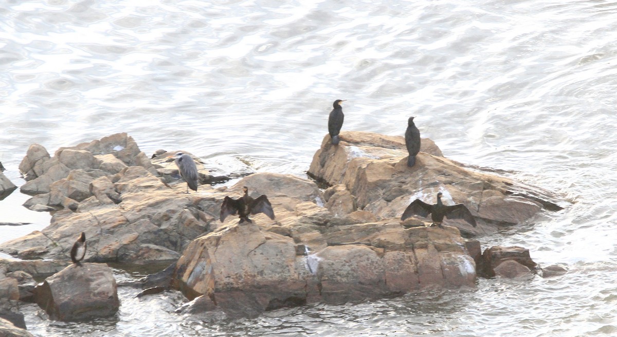 kormorán velký - ML647709664