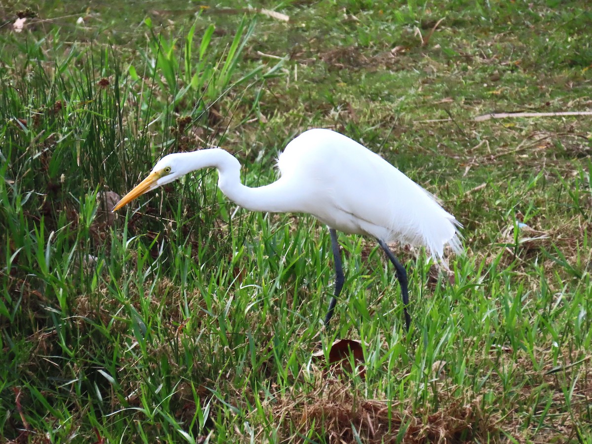 Great Egret - ML647709672