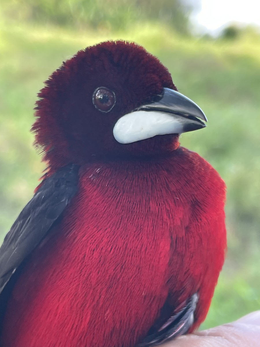 Crimson-backed Tanager - ML647709776