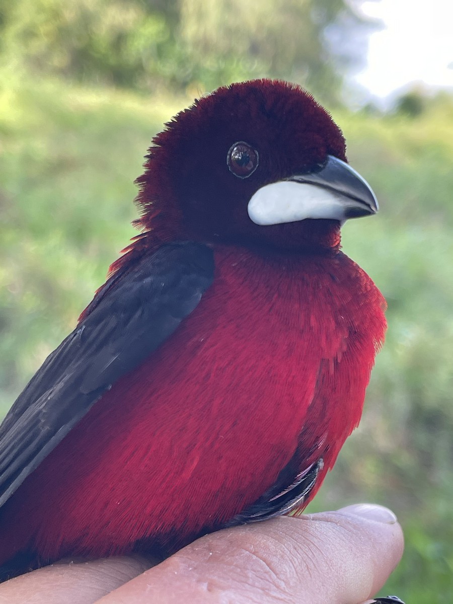 Crimson-backed Tanager - ML647709777