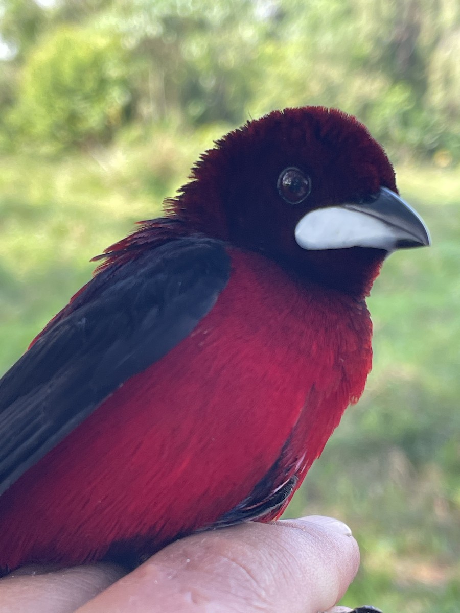 Crimson-backed Tanager - ML647709778