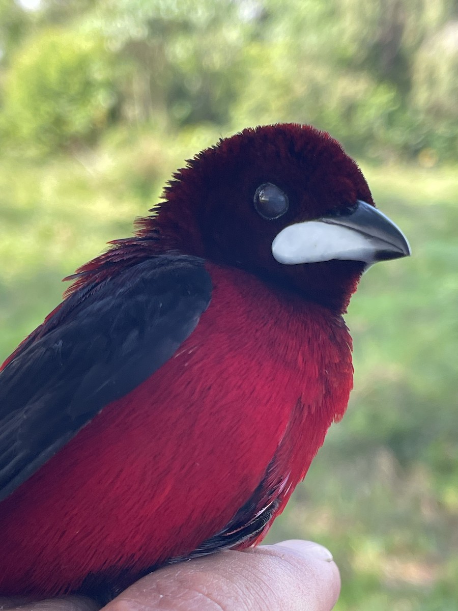 Crimson-backed Tanager - ML647709779