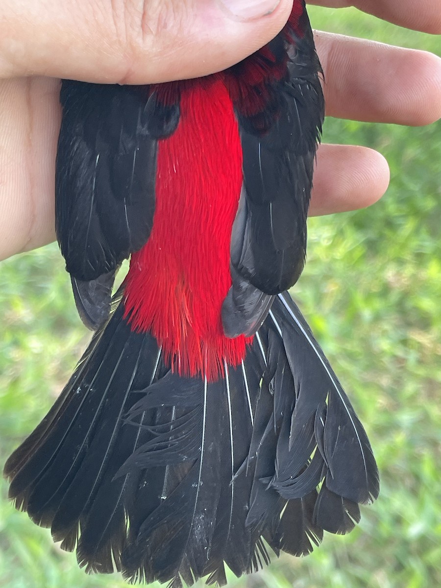 Crimson-backed Tanager - ML647709780