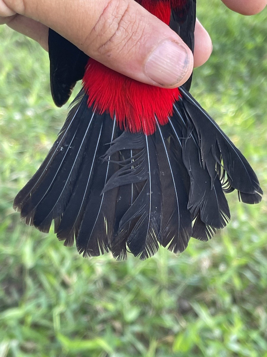 Crimson-backed Tanager - ML647709781