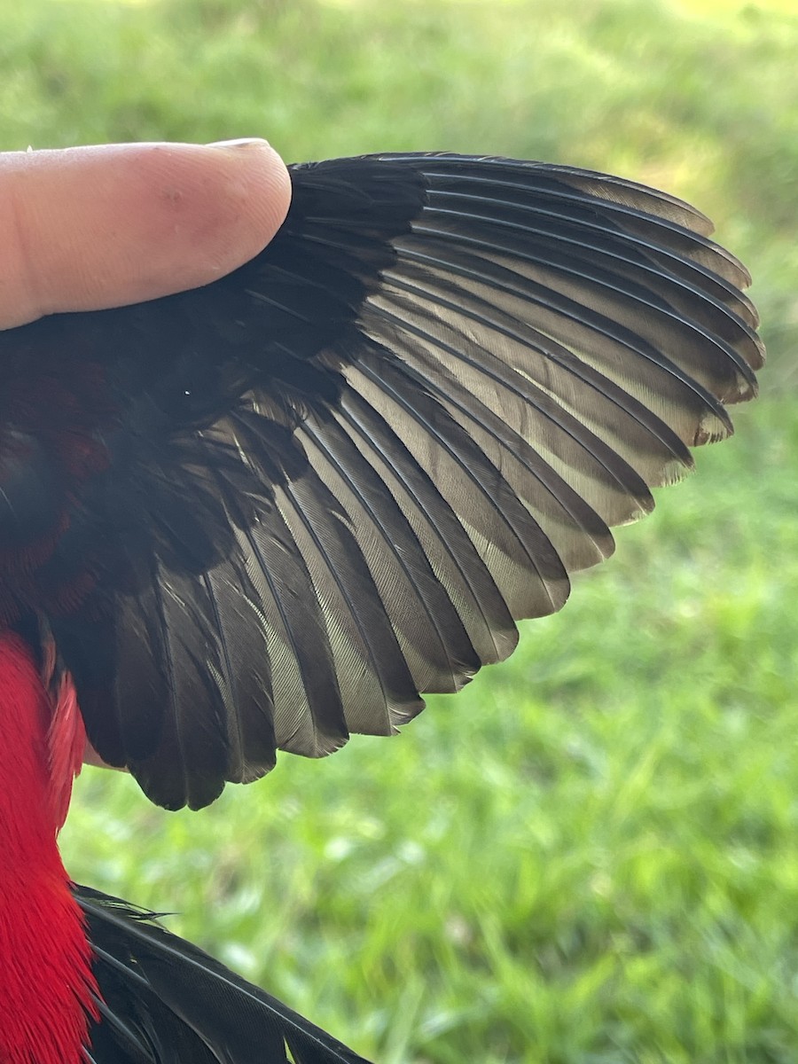 Crimson-backed Tanager - ML647709782