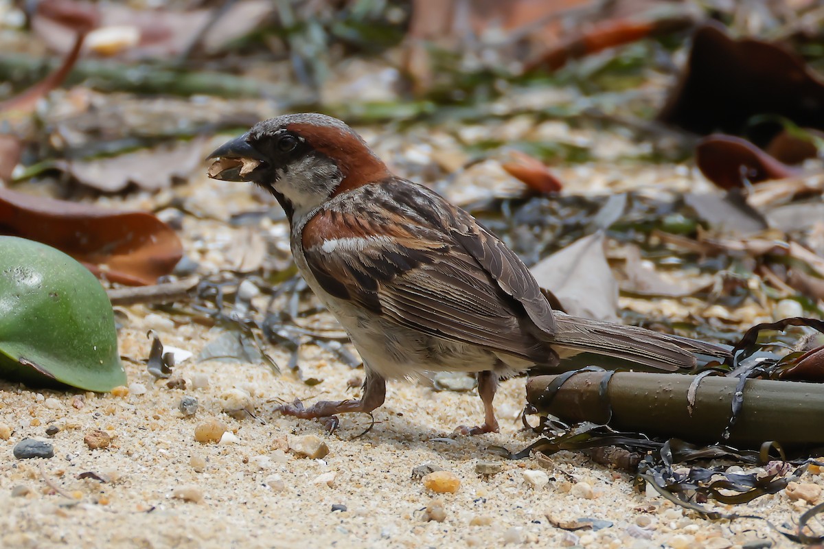 Etxe-txolarrea - ML647709784