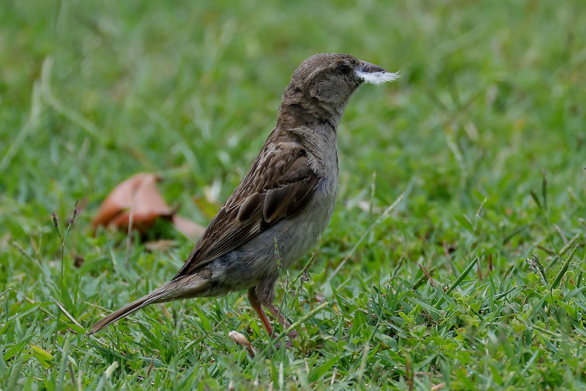 Etxe-txolarrea - ML647709785