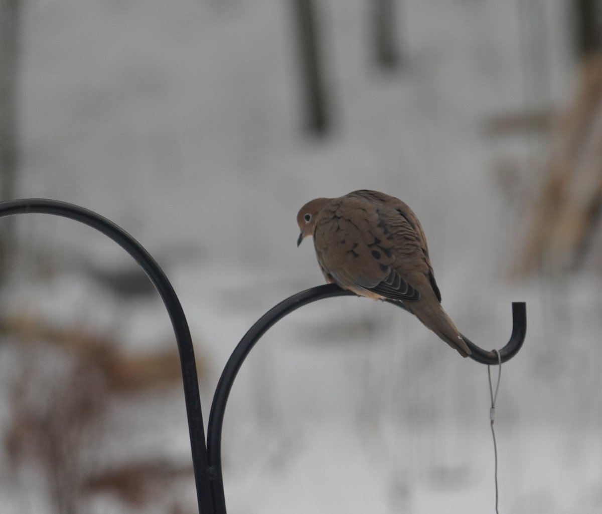 Zenaida arrunta - ML647709786