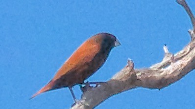 Chestnut Munia - ML647709791