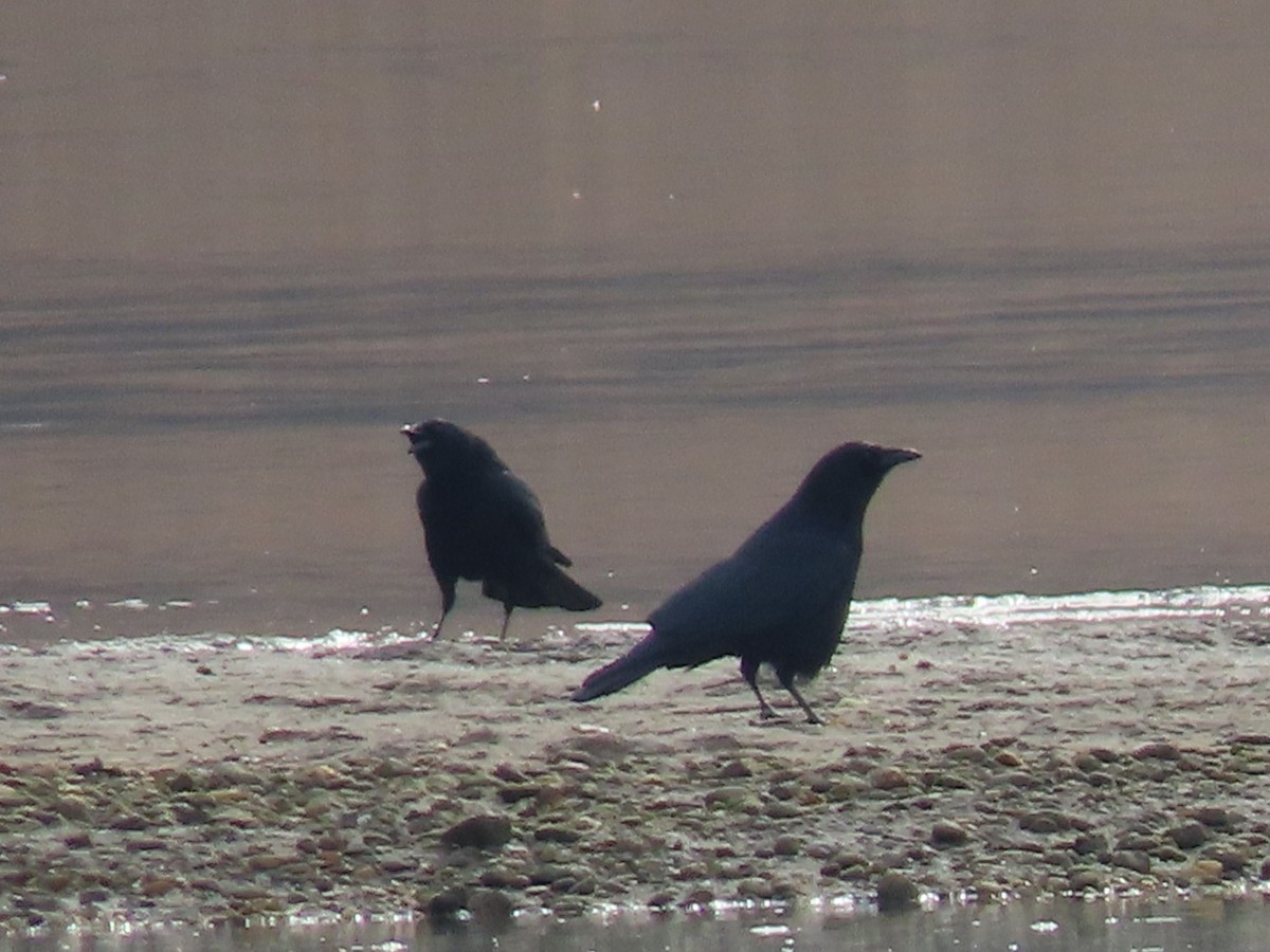 American Crow - ML647709792