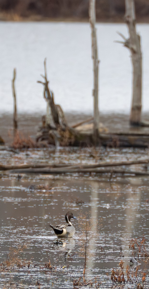 Ahate buztanluzea - ML647709793