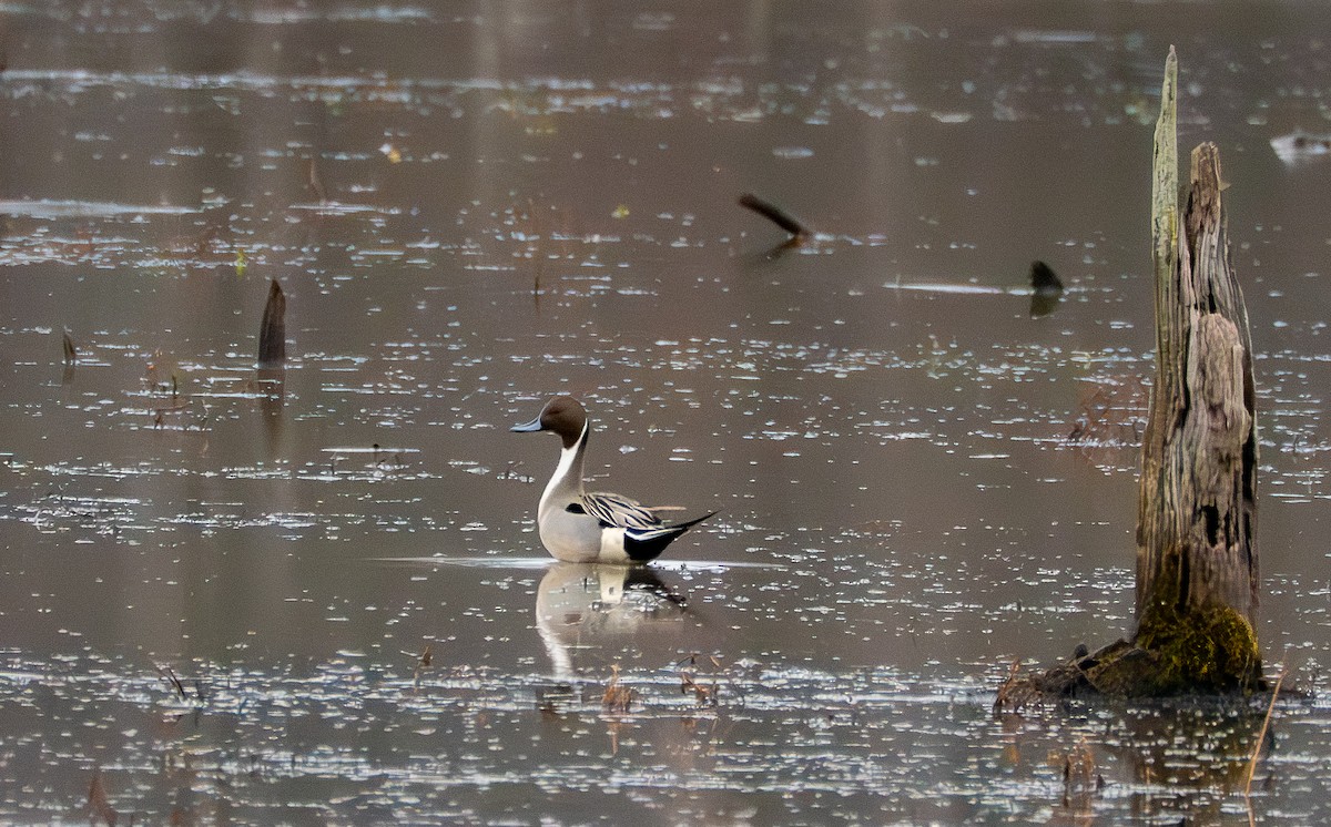 Ahate buztanluzea - ML647709794