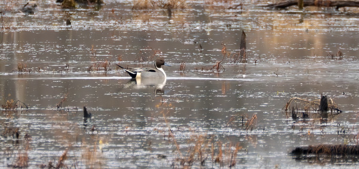 Ahate buztanluzea - ML647709795