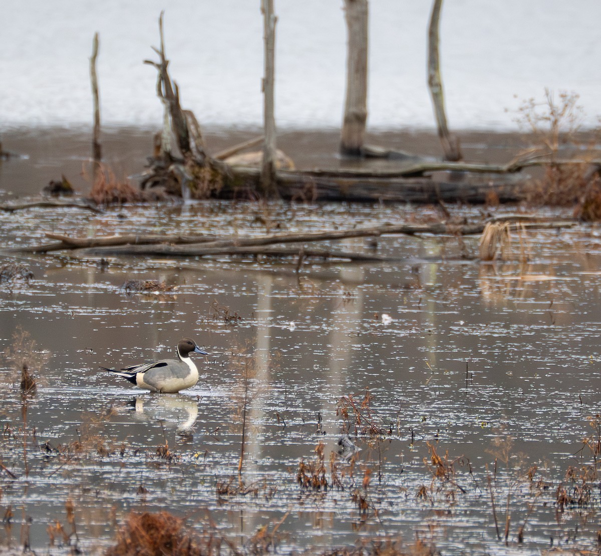 Ahate buztanluzea - ML647709796