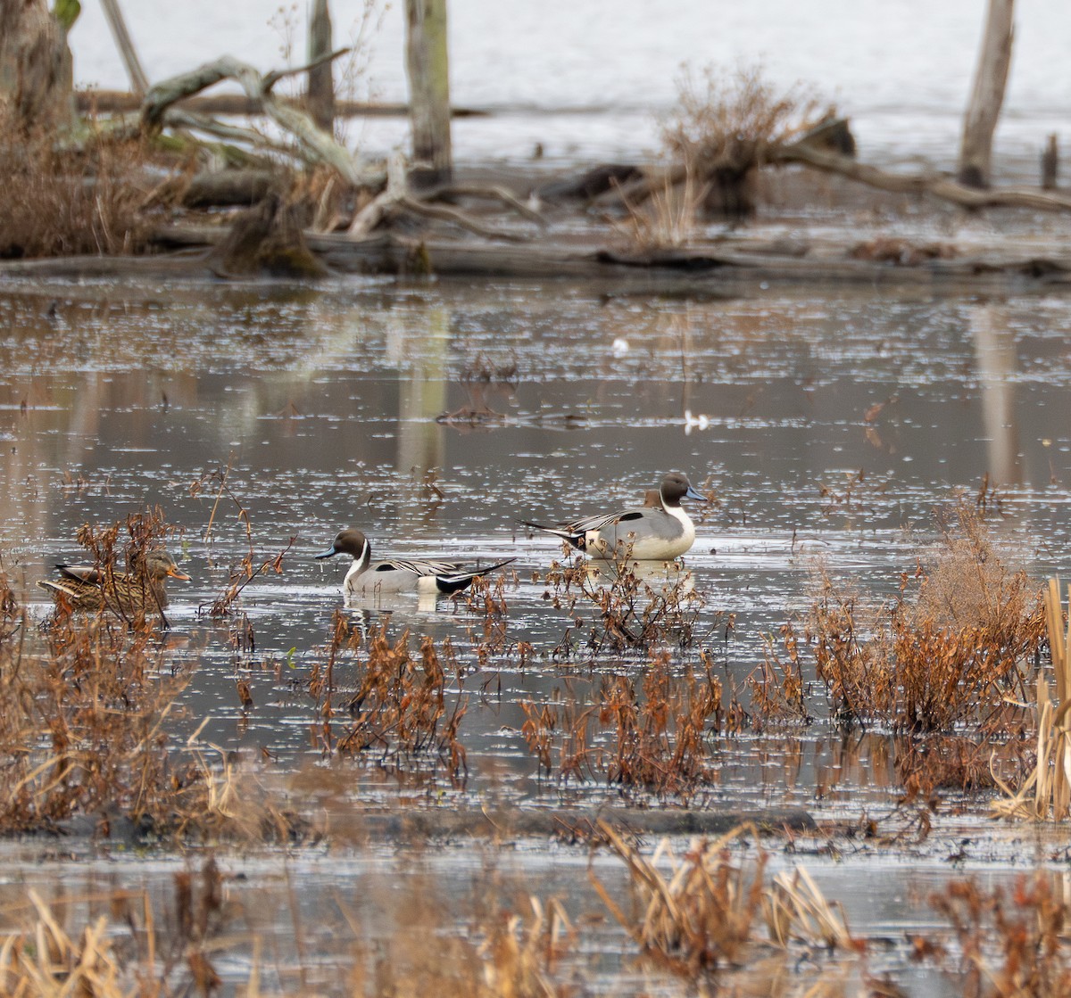 Ahate buztanluzea - ML647709797