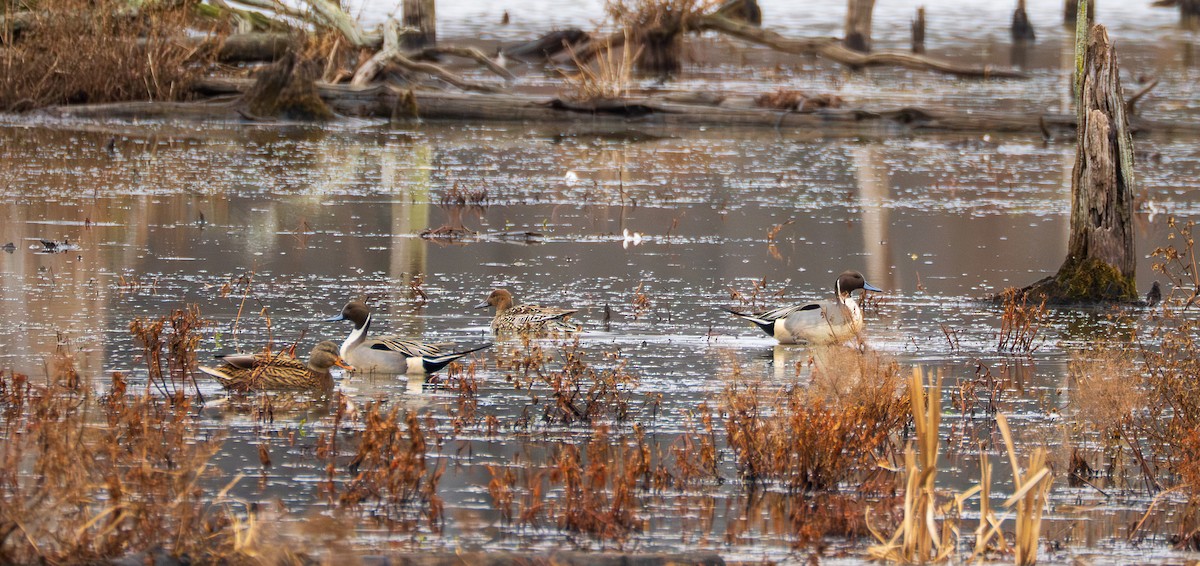 Ahate buztanluzea - ML647709798