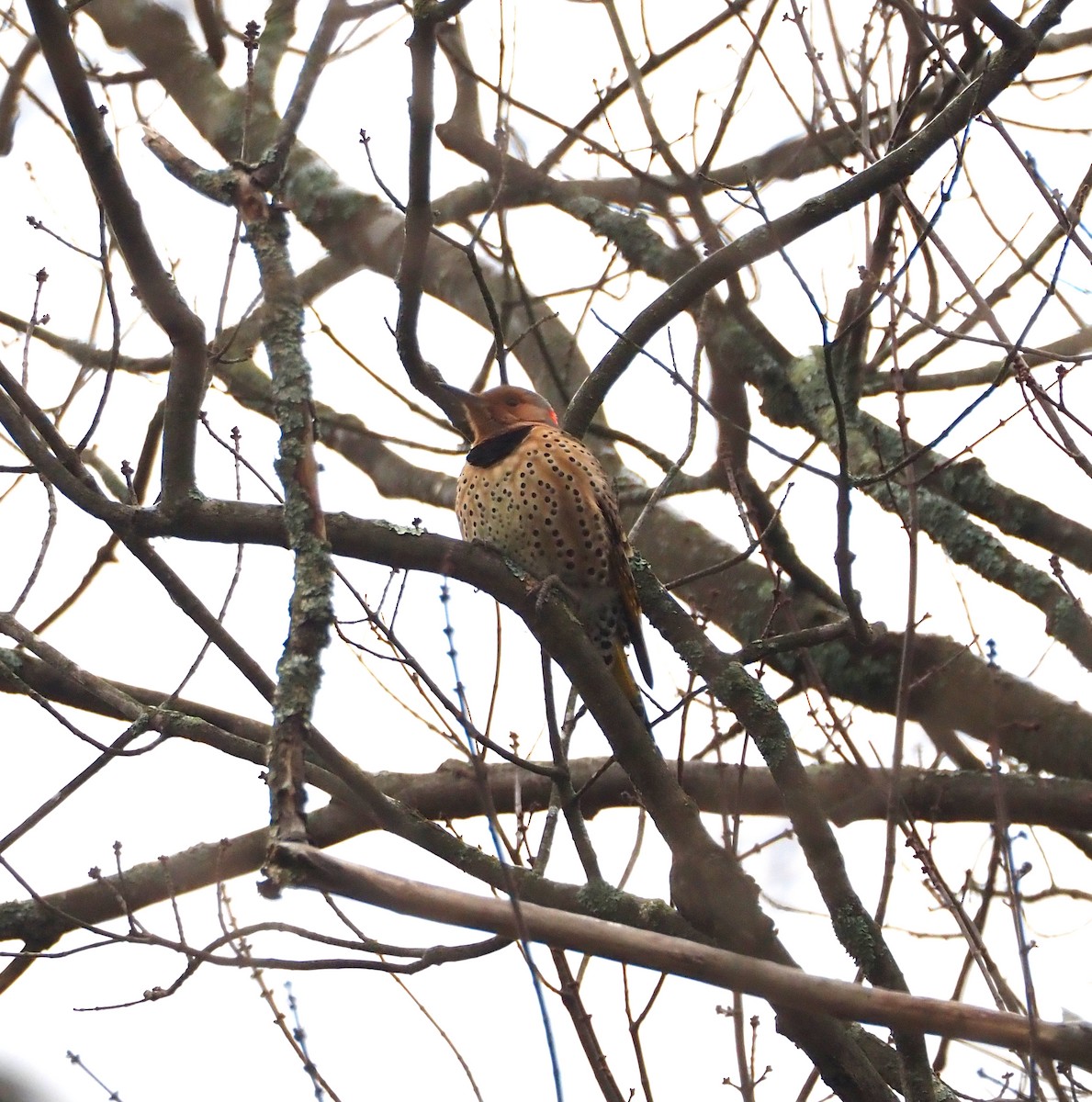 Northern Flicker - ML647709799