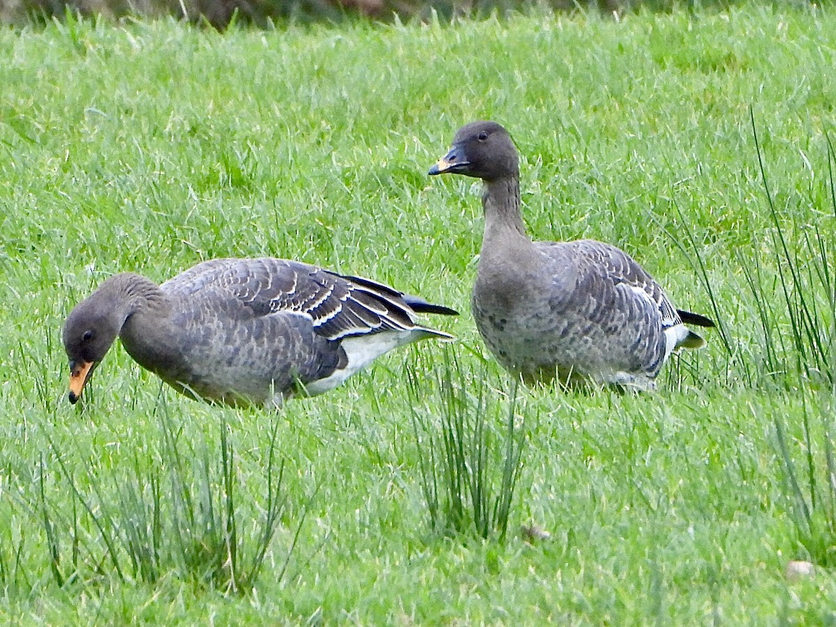 Tundrako antzara hankahoria - ML647709801