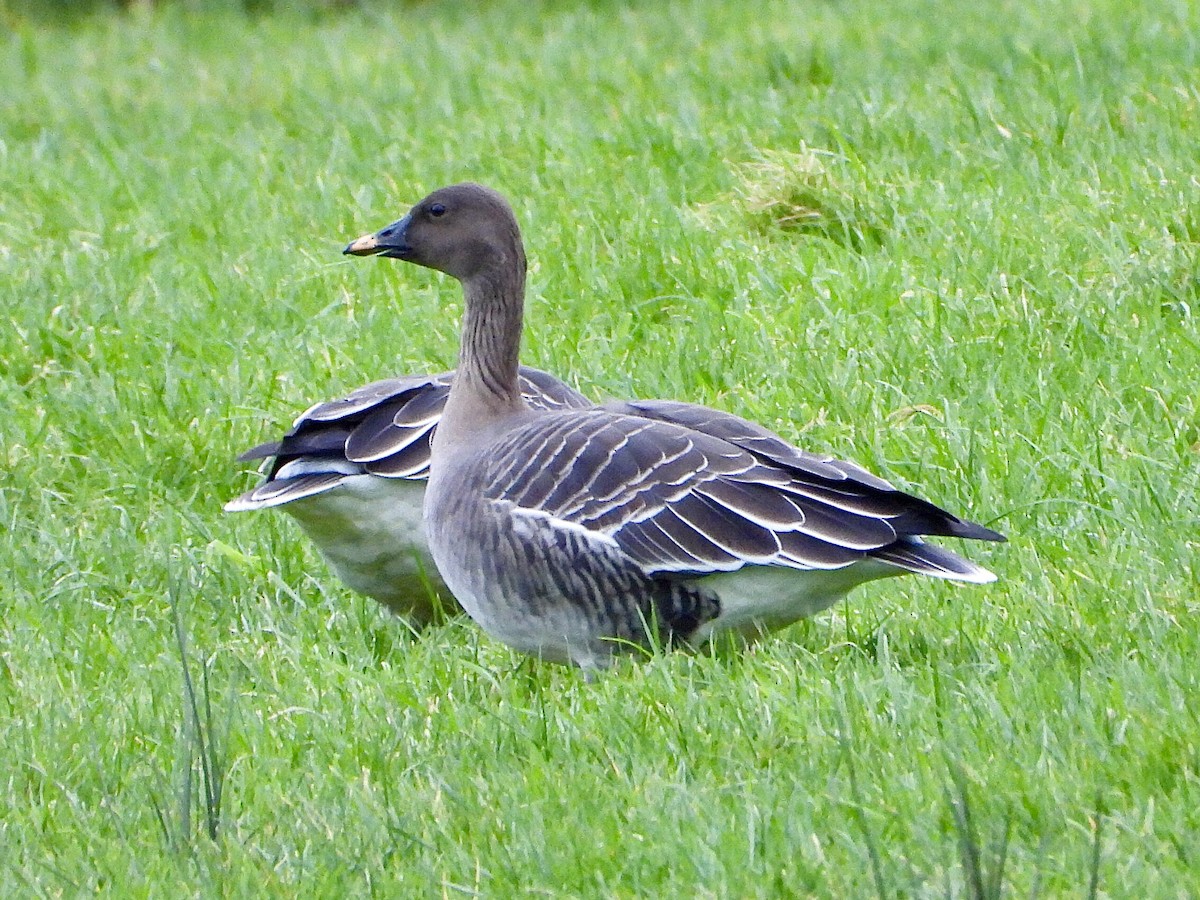 Tundrako antzara hankahoria - ML647709802