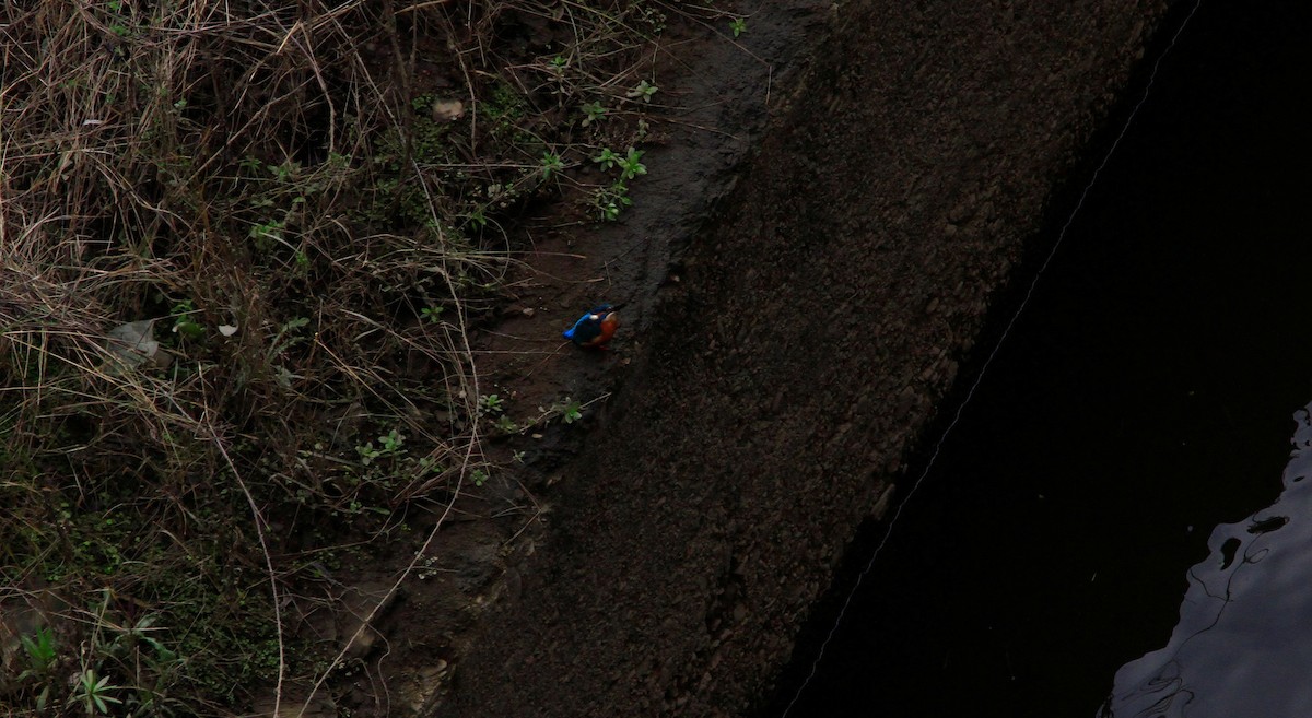 Martin arrantzalea - ML647709803