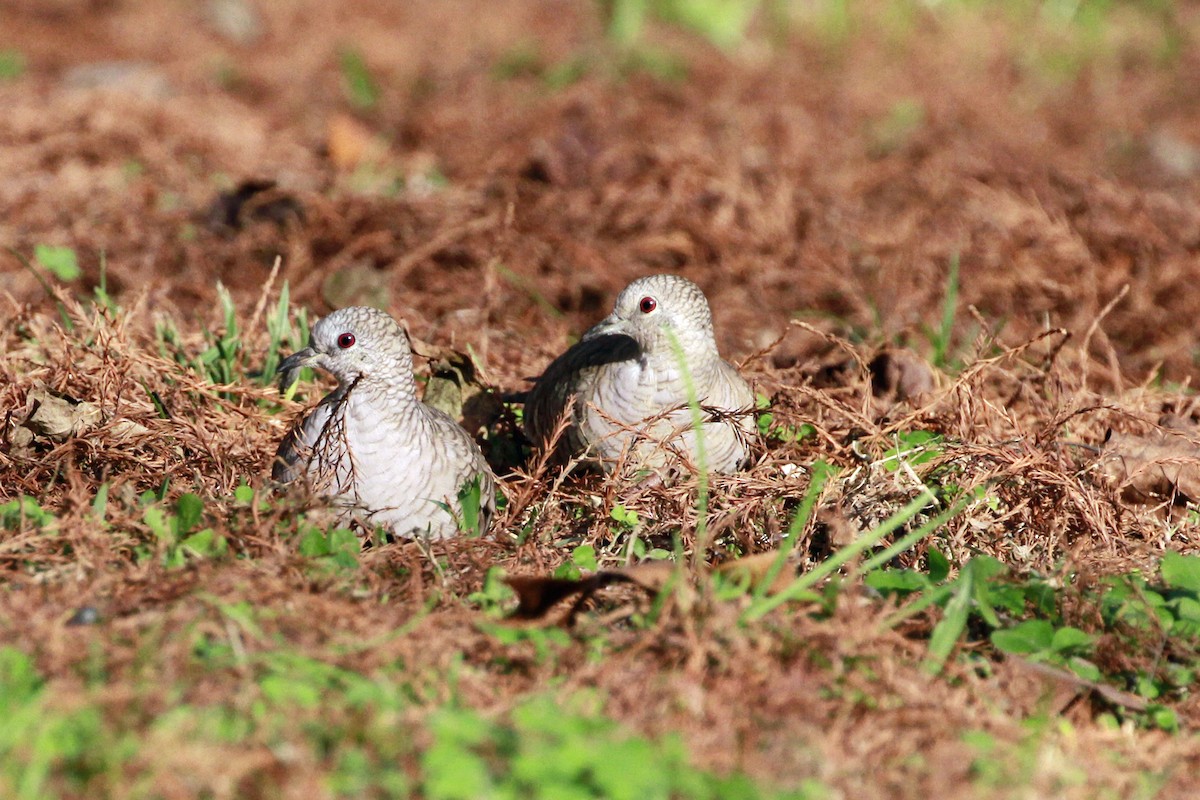 Inca Dove - ML647709804