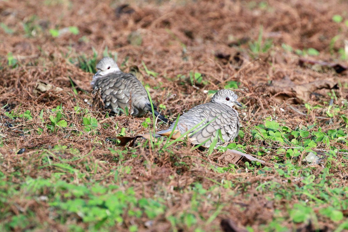 Inca Dove - ML647709805