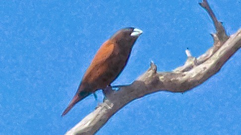 Chestnut Munia - ML647709806