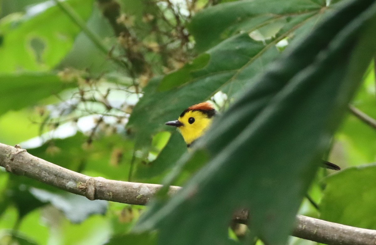 Collared Redstart - ML647709807