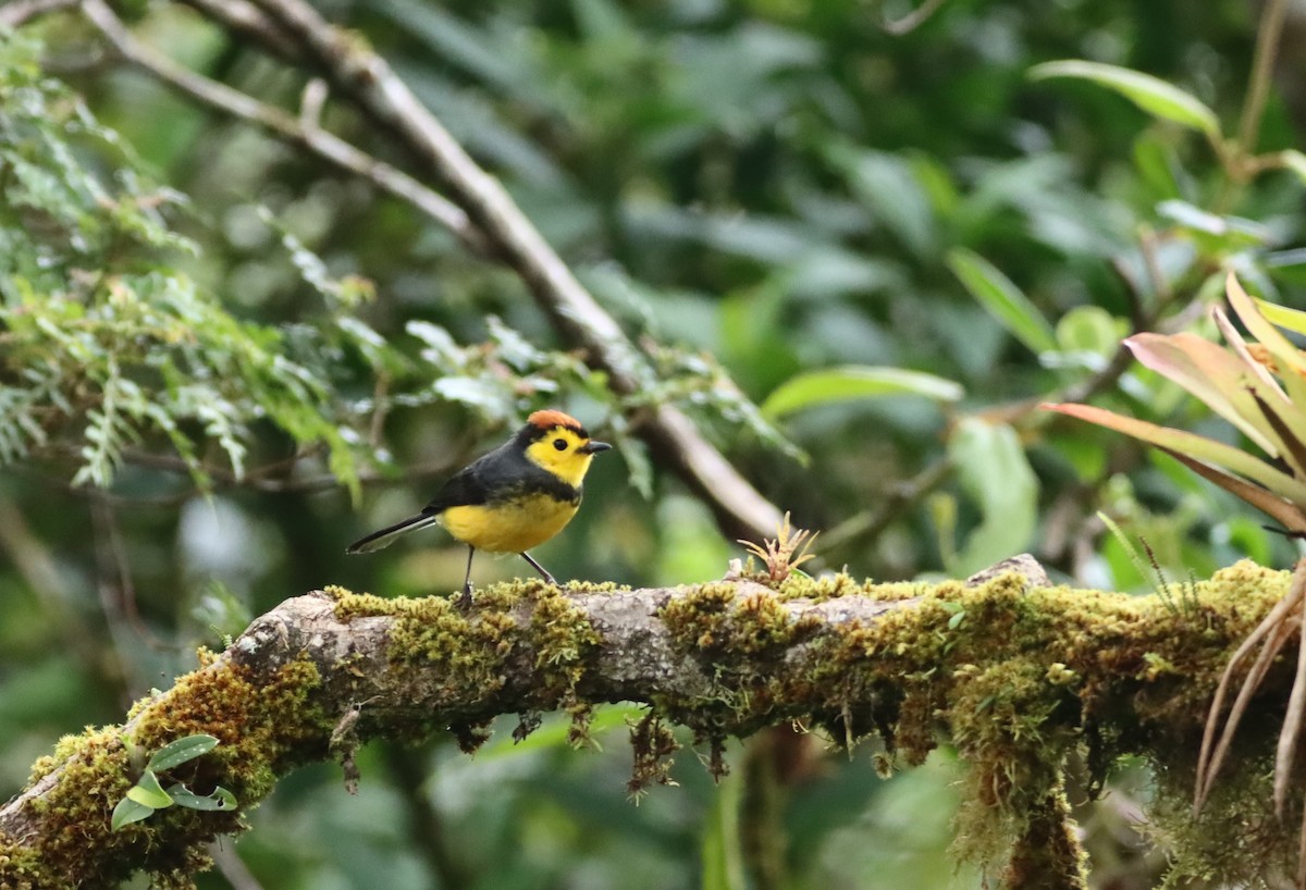 Collared Redstart - ML647709808