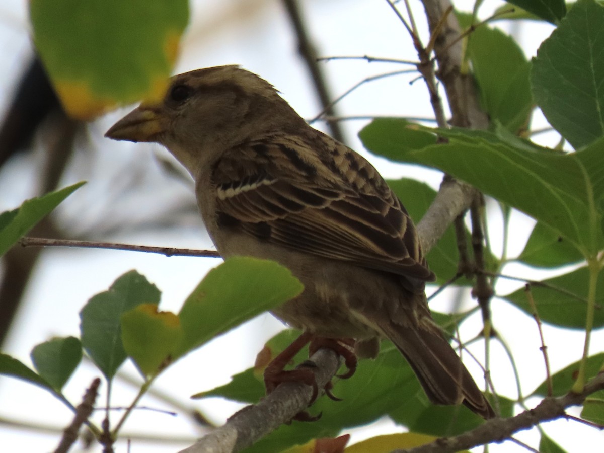 Etxe-txolarrea - ML647709814