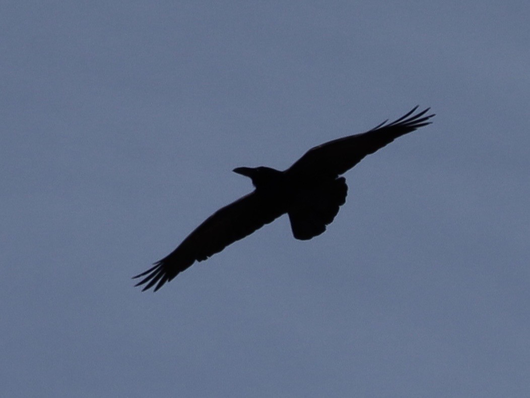 Erroi handia - ML647709815