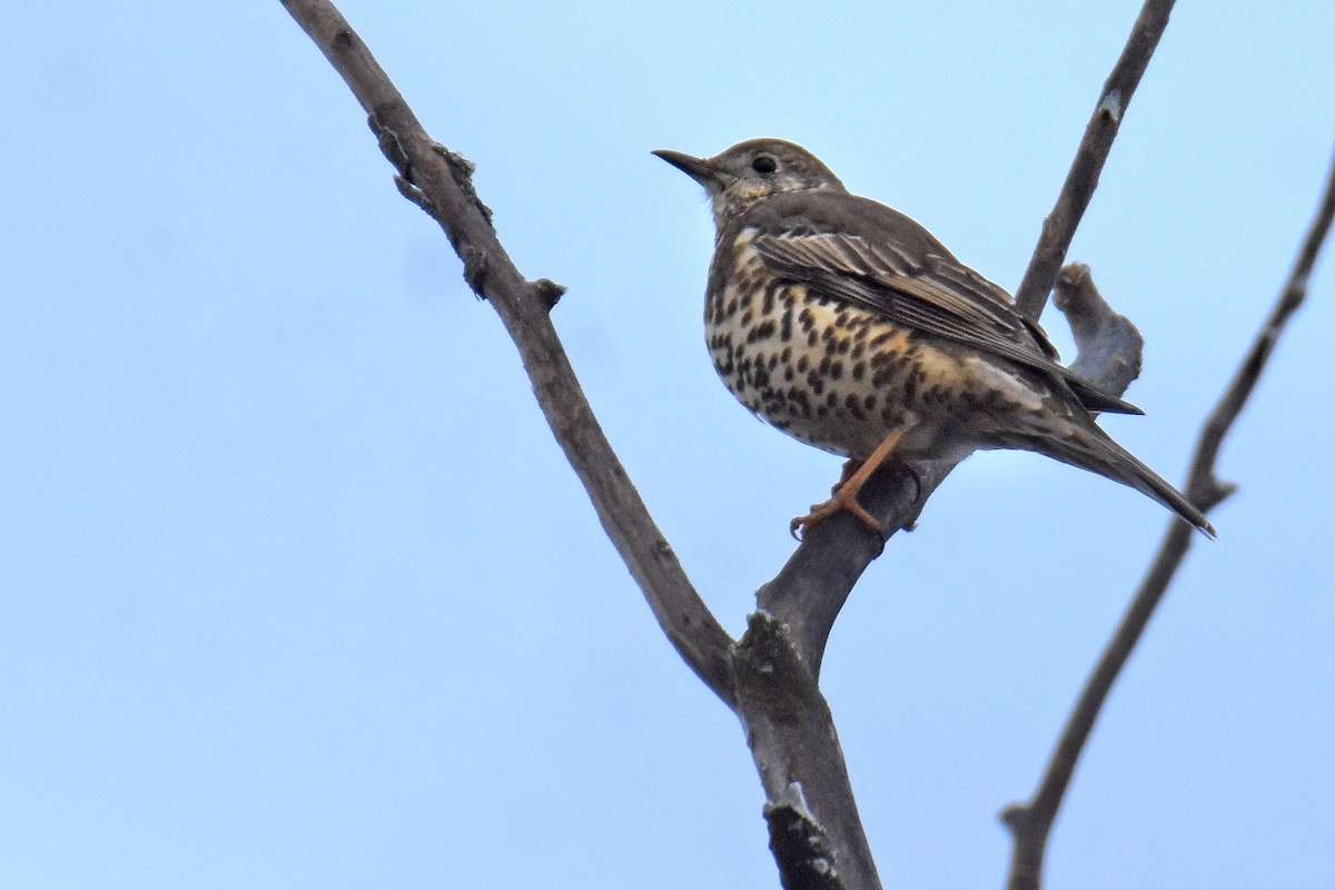 drozd brávník - ML647709824