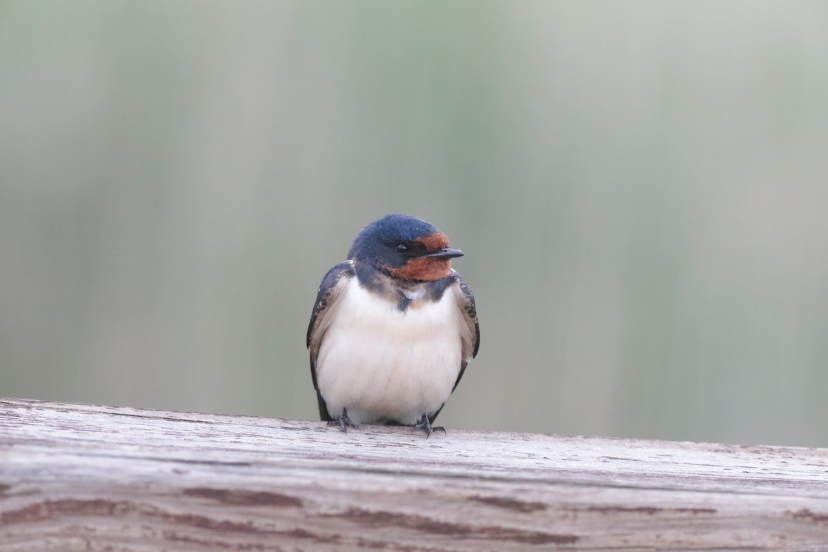 vlaštovka obecná - ML647709851