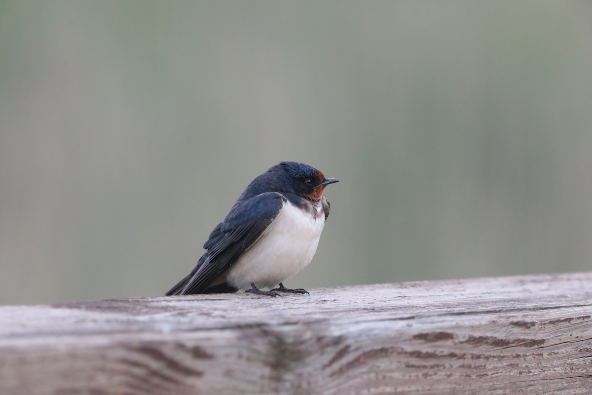 vlaštovka obecná - ML647709856