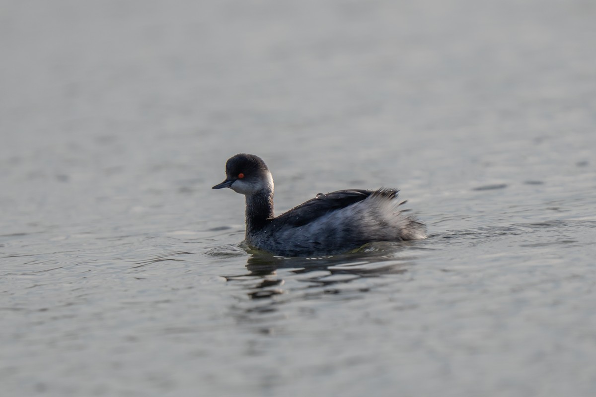 potápka černokrká - ML647709893