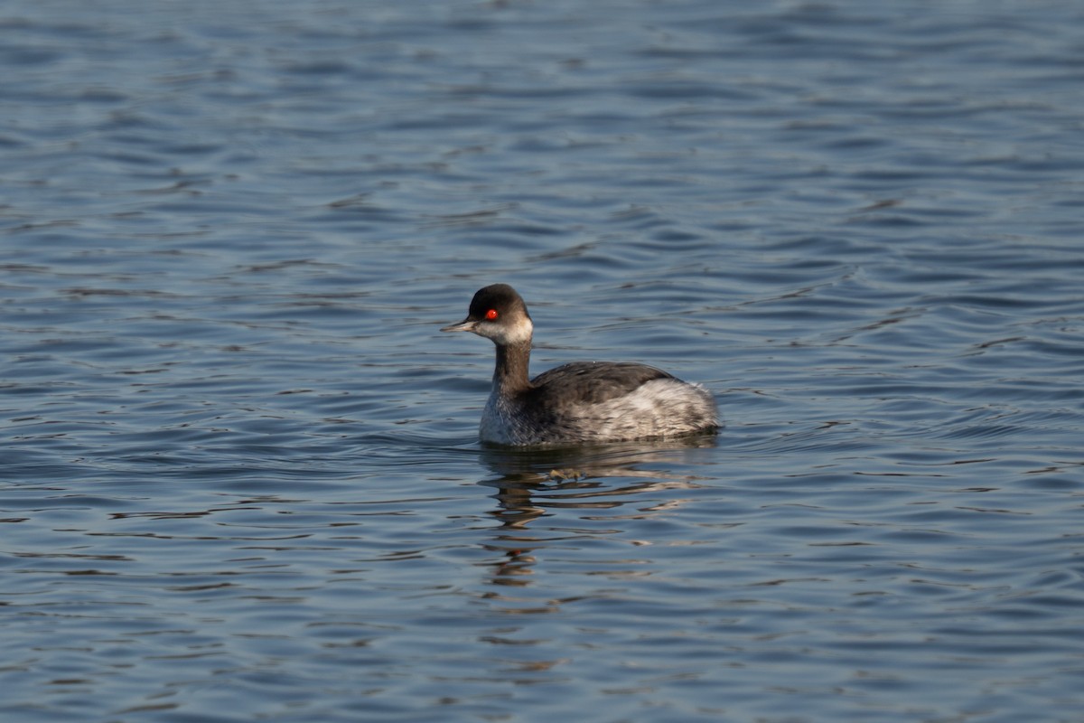 potápka černokrká - ML647709894