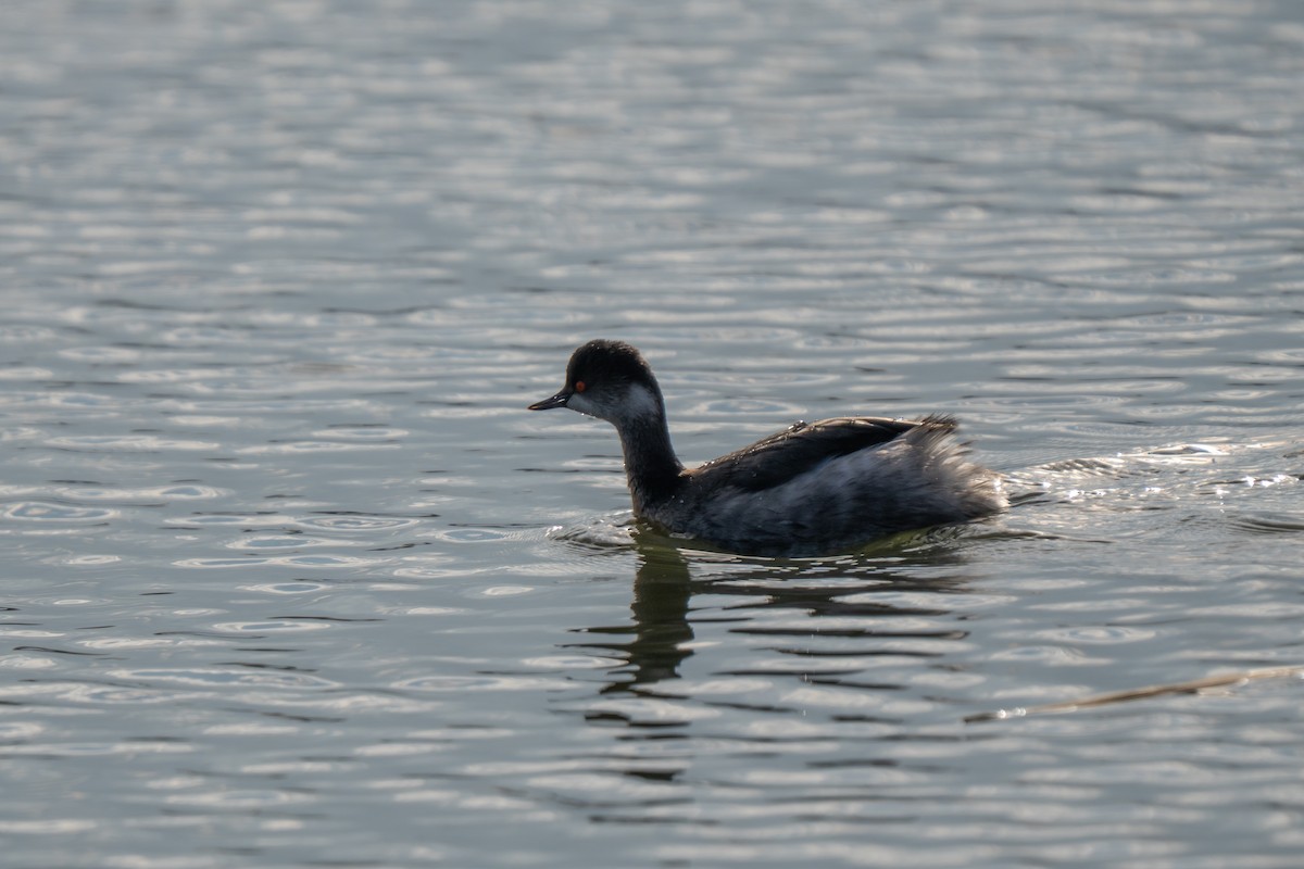 potápka černokrká - ML647709898