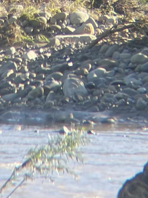 Wilson Suçulluğu - ML647709927