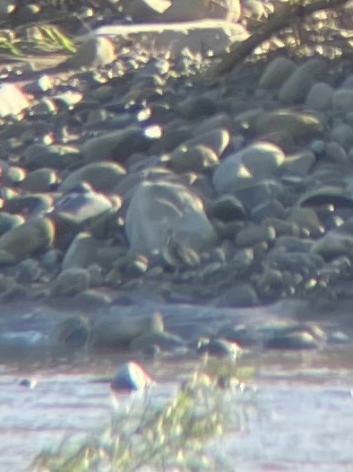 Wilson Suçulluğu - ML647709929