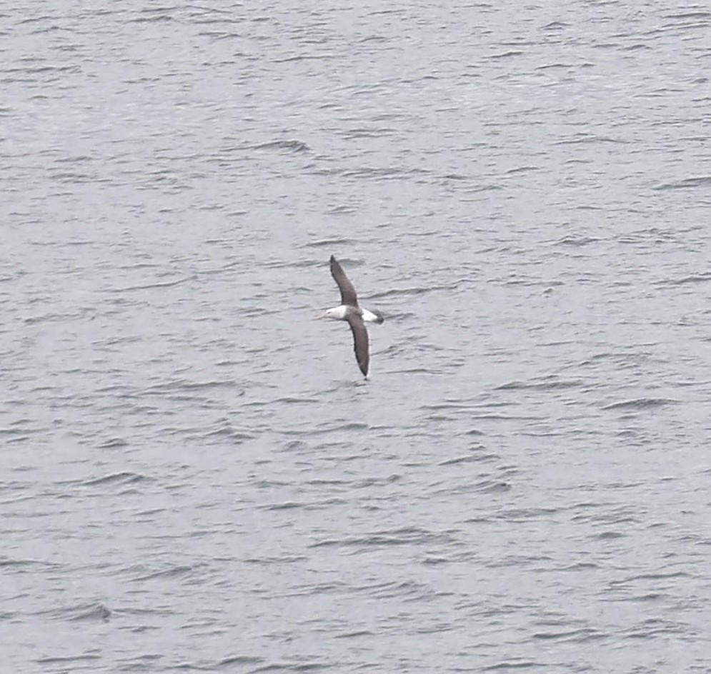 マユグロアホウドリ - ML647709999