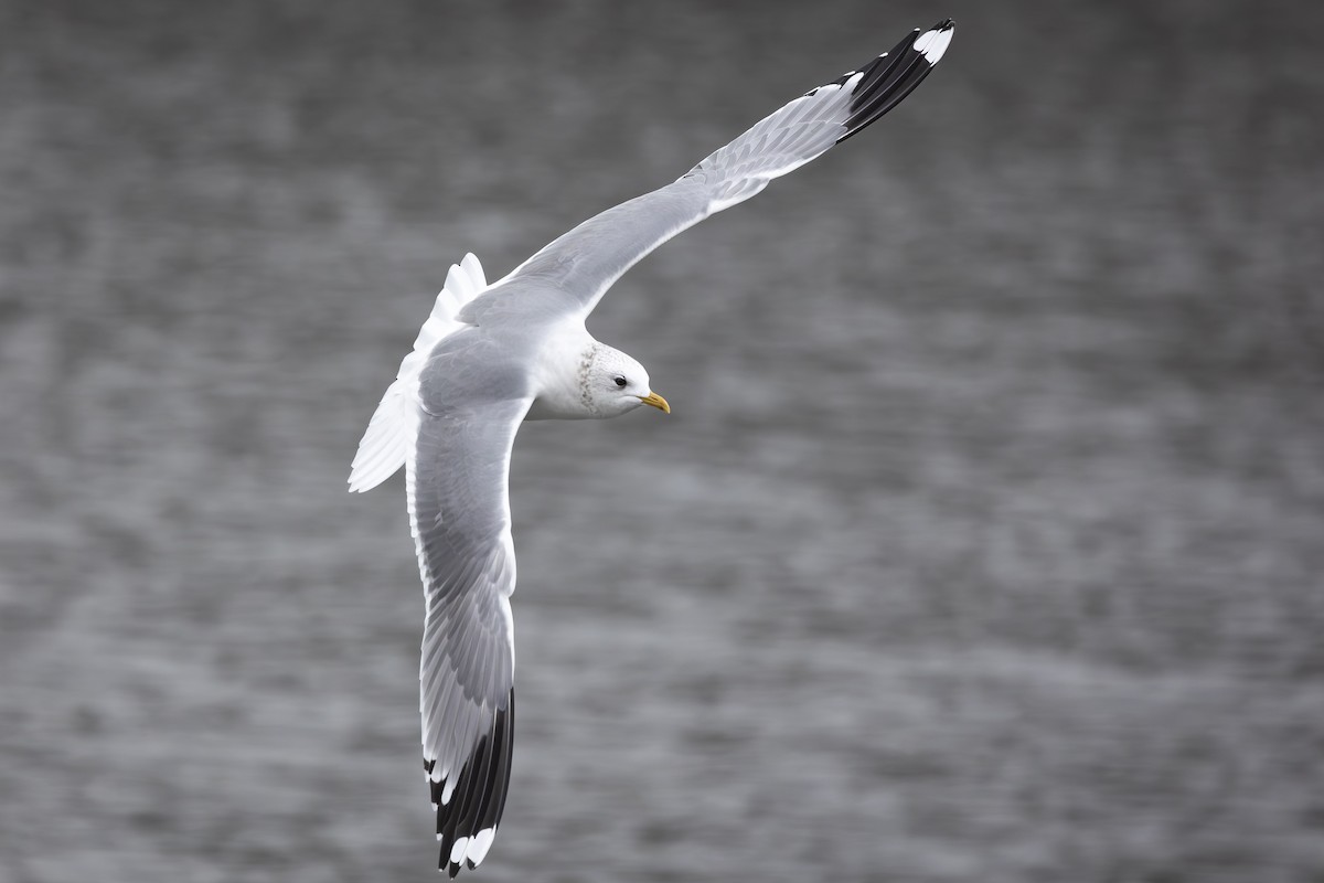 カモメ - ML647710008