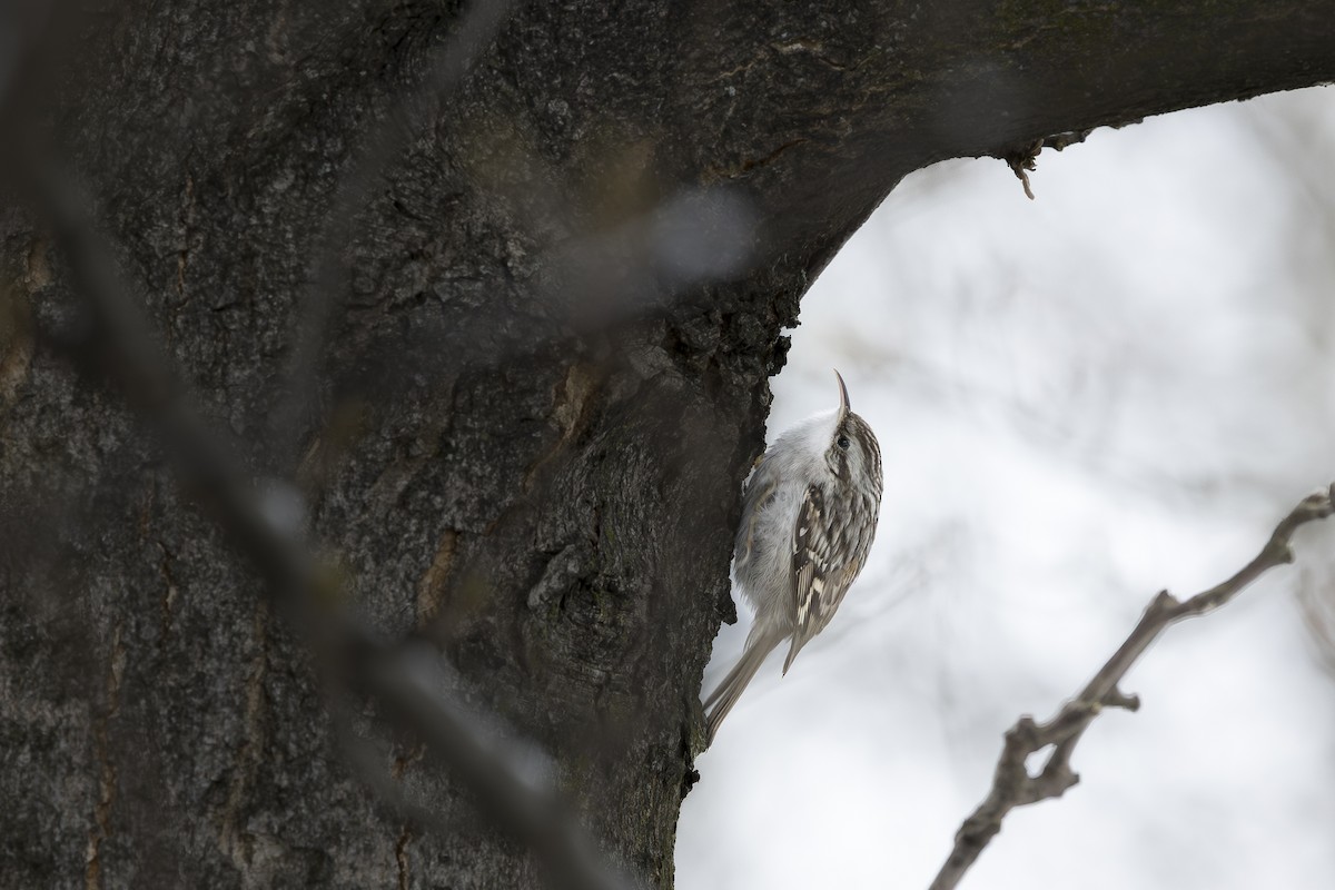 タンシキバシリ - ML647710012