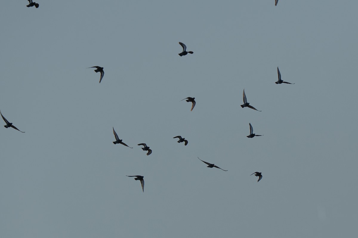 カワラバト（ドバト、家畜型） - ML647710013