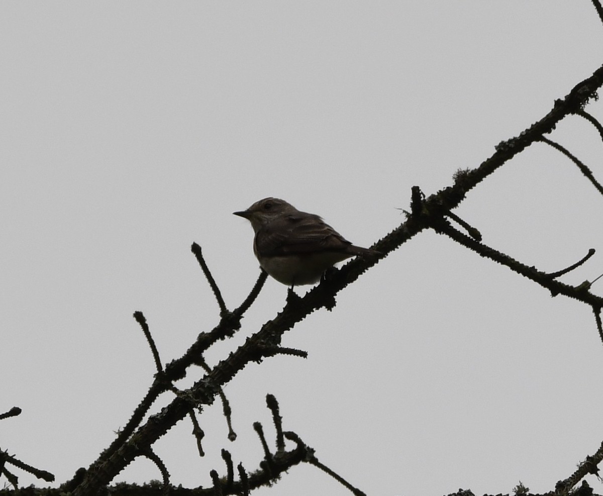 ムナフヒタキ - ML647710016