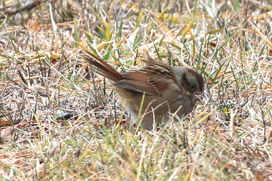 ヌマウタスズメ - ML647710017