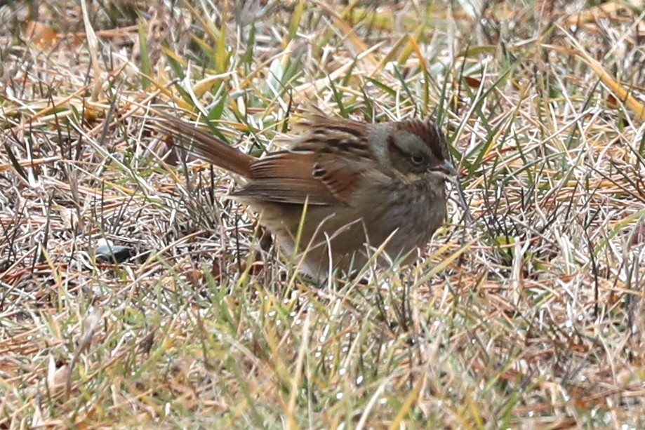 ヌマウタスズメ - ML647710018