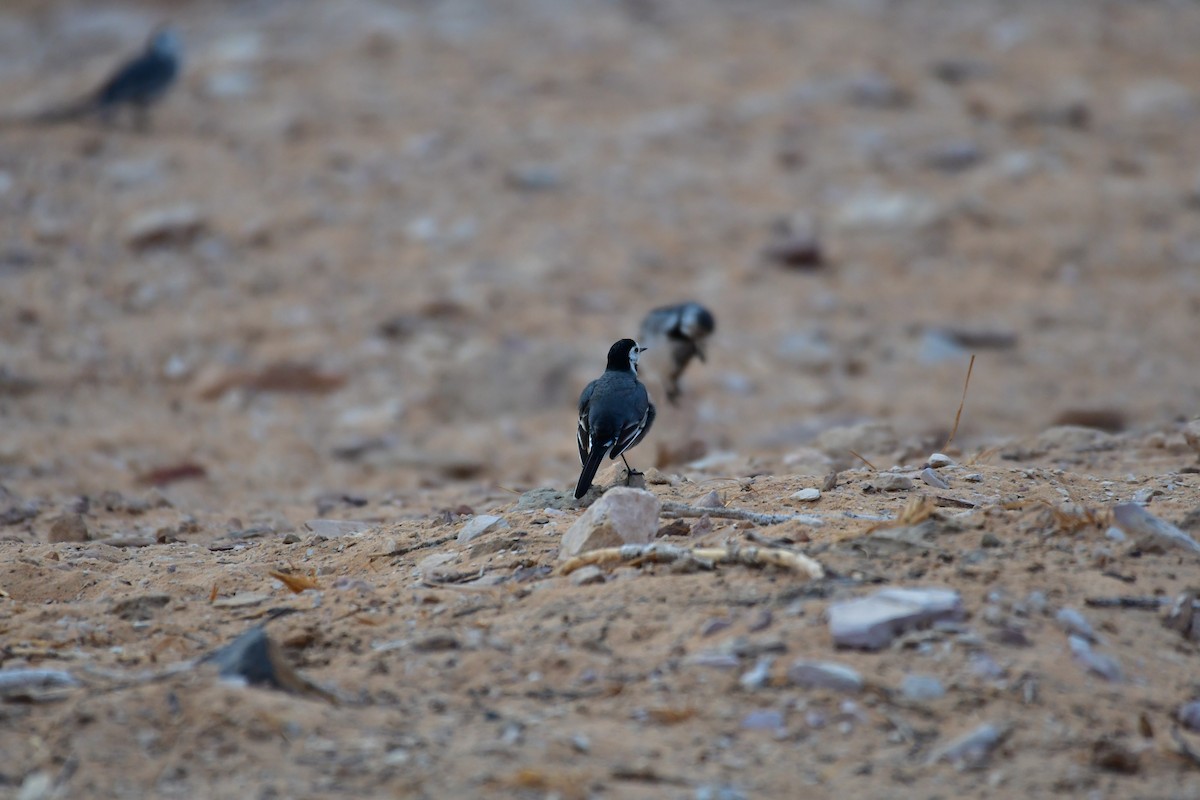 נחליאלי לבן - ML647710019