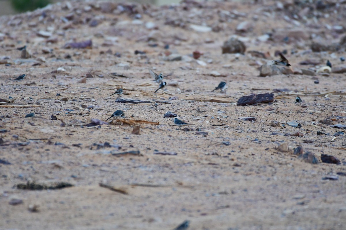 נחליאלי לבן - ML647710020