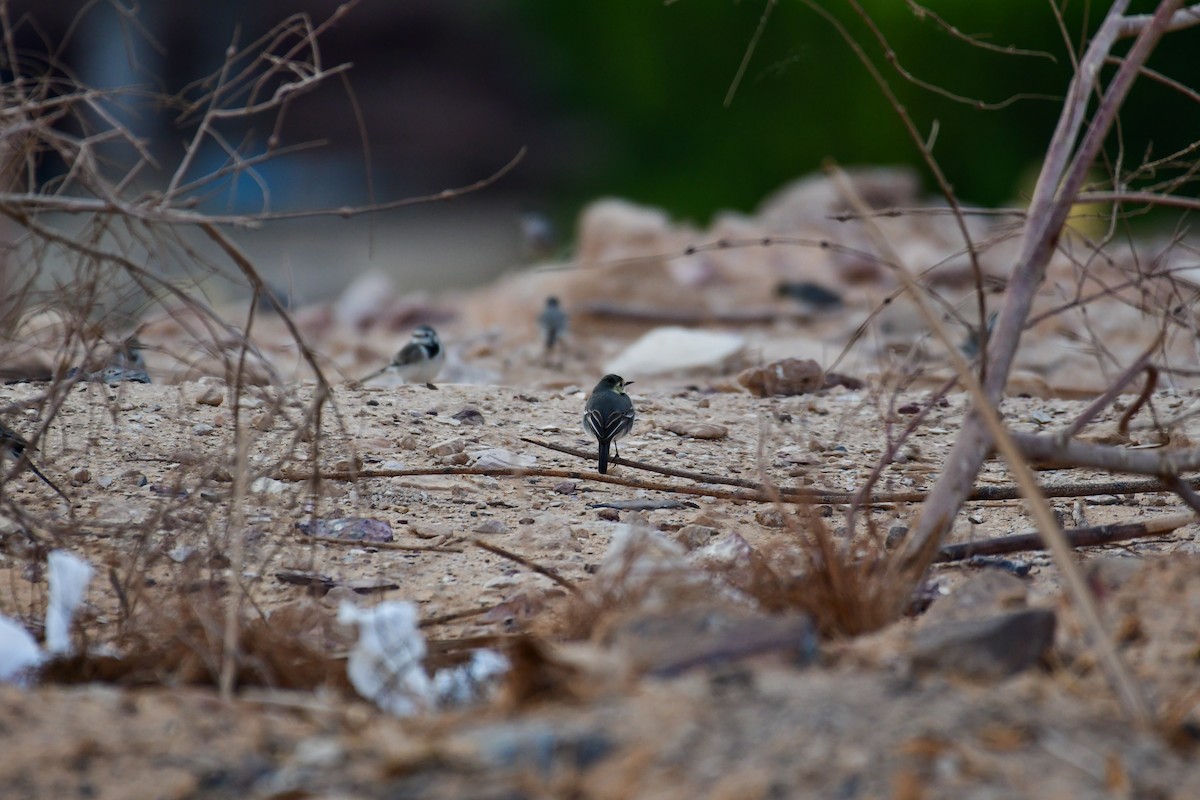 Buztanikara zuria - ML647710021